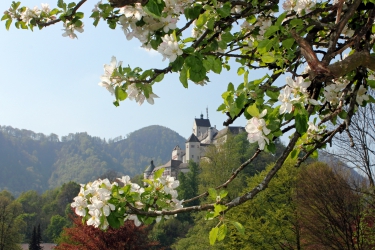 65 Reiter Schloss Hohenaschau Mit Blüten